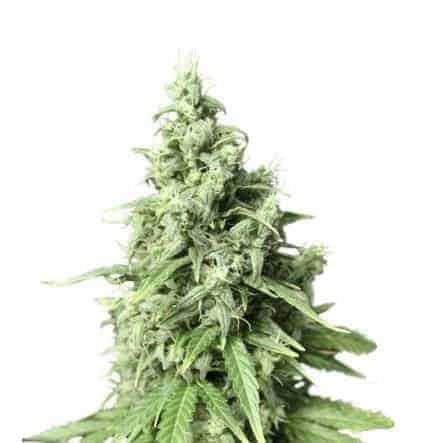 Семена конопли Auto Durban Poison Автоцветы