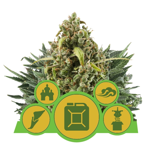 Семена конопли Autoflowering MIX Автоцветы