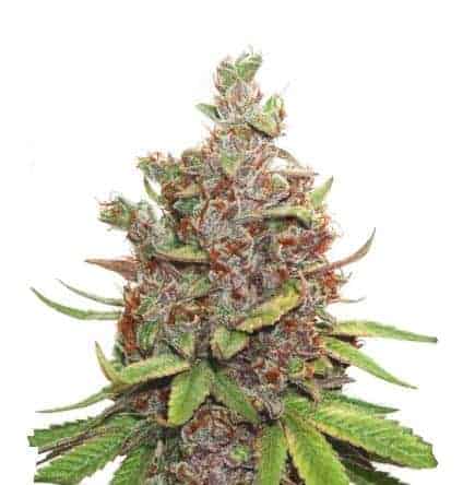 Семена конопли Auto Glueberry OG Автоцветы