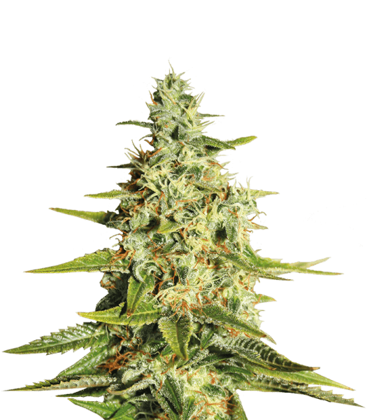 Семена конопли Acapulco Gold Фотопериодные
