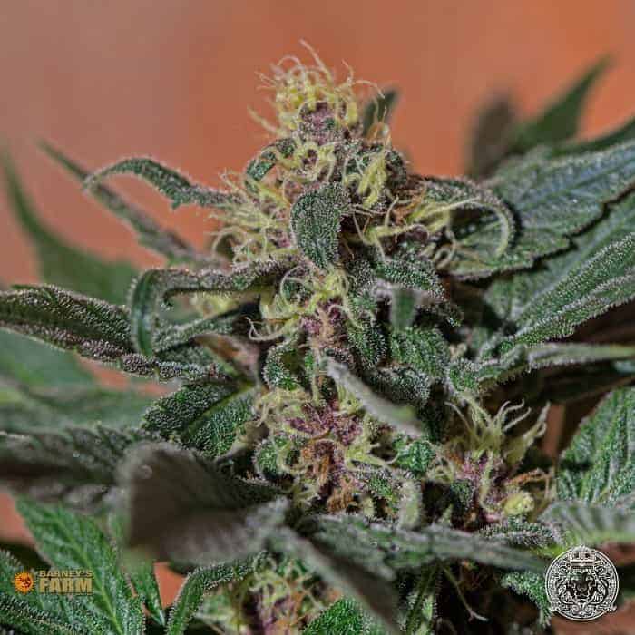 Семена конопли Ayahuasca Purple - фото 3