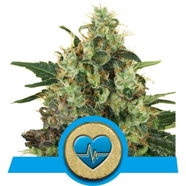 Семена конопли Medical Mass CBD Фотопериодные