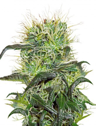 Семена конопли Bad Azz Kush Фотопериодные