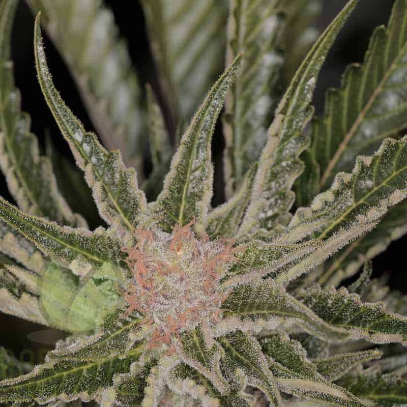 Семена конопли Bad Azz Kush - фото 2