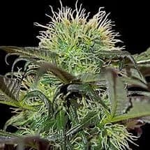 Семена конопли Bad Azz Kush - фото 3