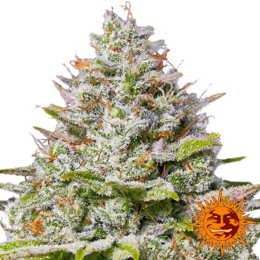 Семена конопли Blue Gelato 41 Фотопериодные