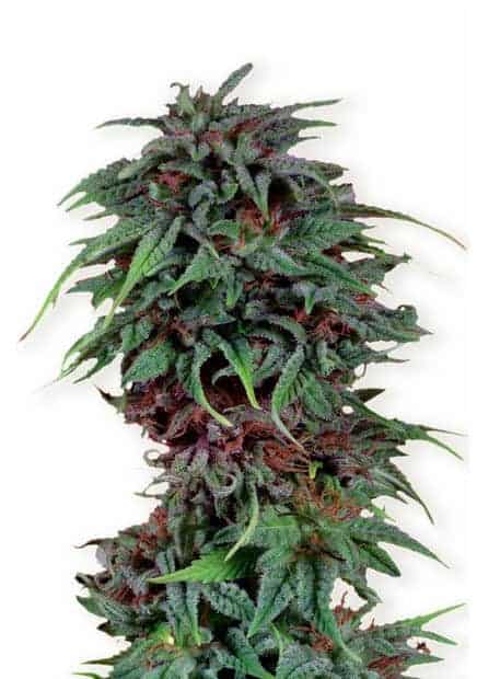 Семена конопли Durban Poison Фотопериодные