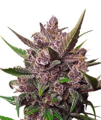 Семена конопли Auto Blackberry Kush Автоцветы