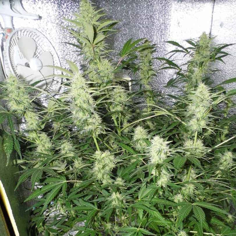 Семена конопли Auto White Widow - фото 3