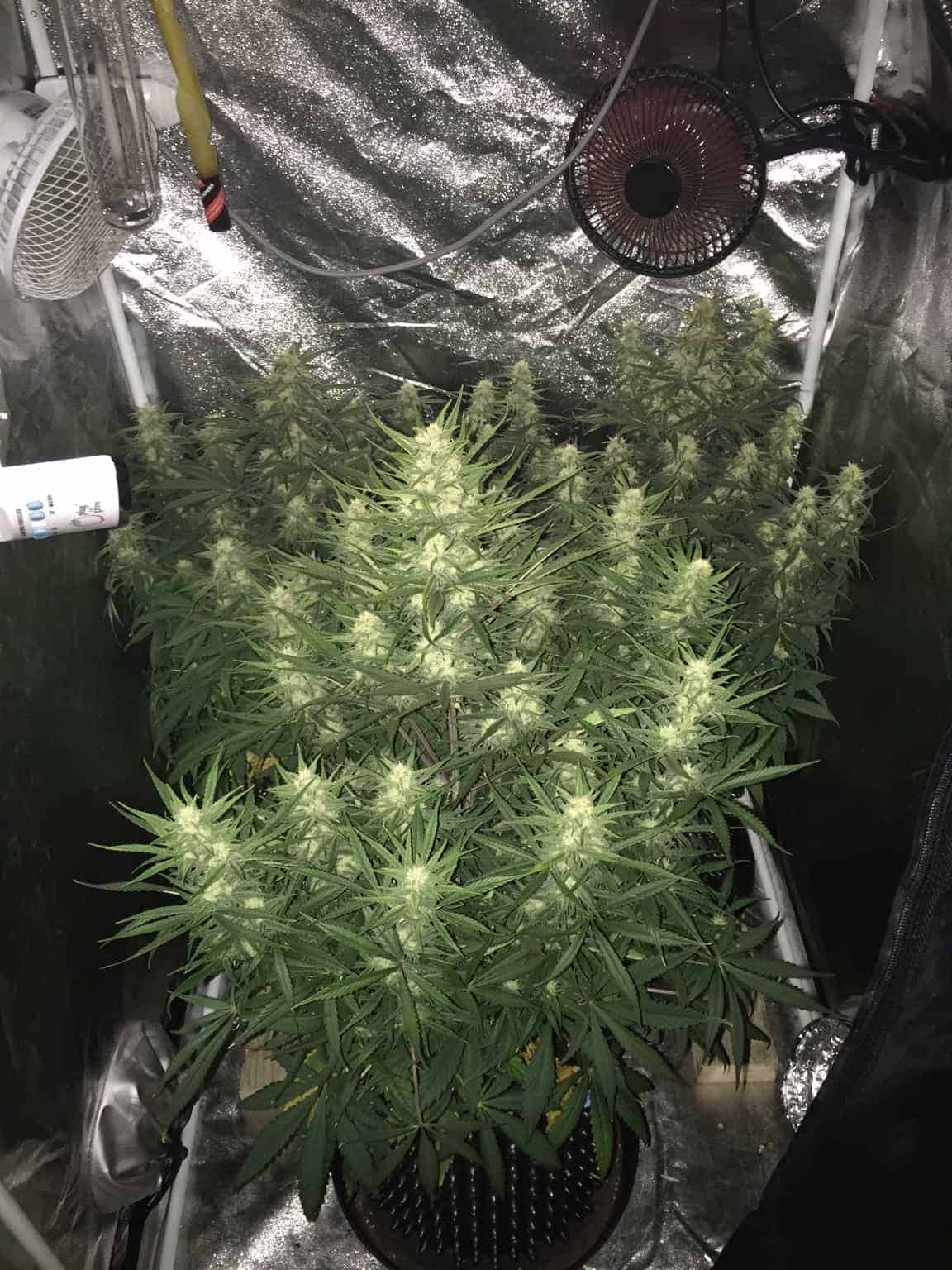 Семена конопли Girl Scout Cookies Auto - фото 4