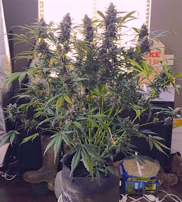 LSD-25 Auto Автофеминизированные семена конопли — фото 3