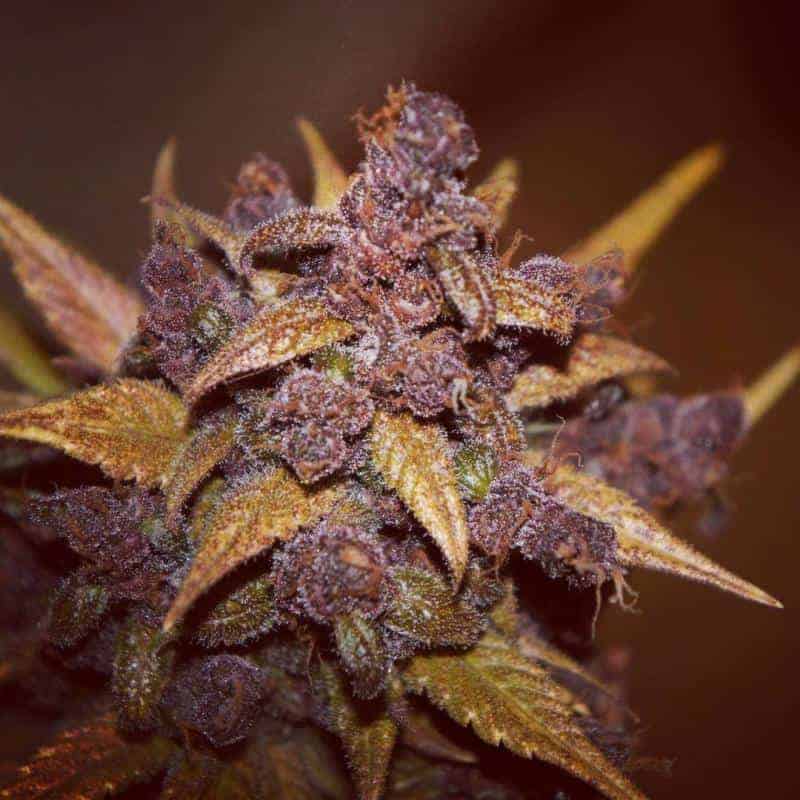 LSD-25 Auto Автофеминизированные семена конопли — фото 5