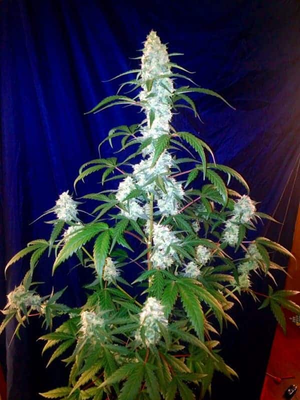 Семена конопли West Coast O.G. Auto - фото 3