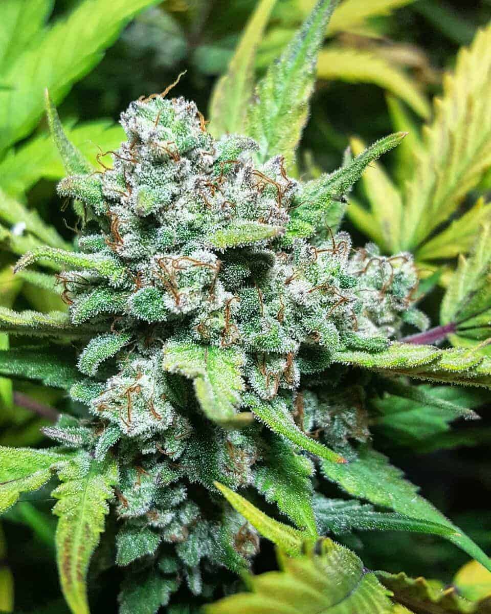 Stardawg Auto Автоцветущие феминизированные семена конопли — фото 2