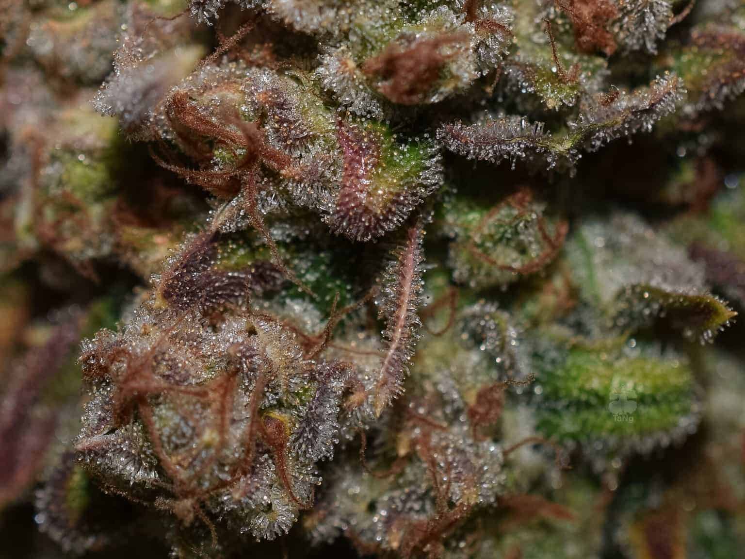 G14 Auto Автоцветущие феминизированные семена конопли — фото 6