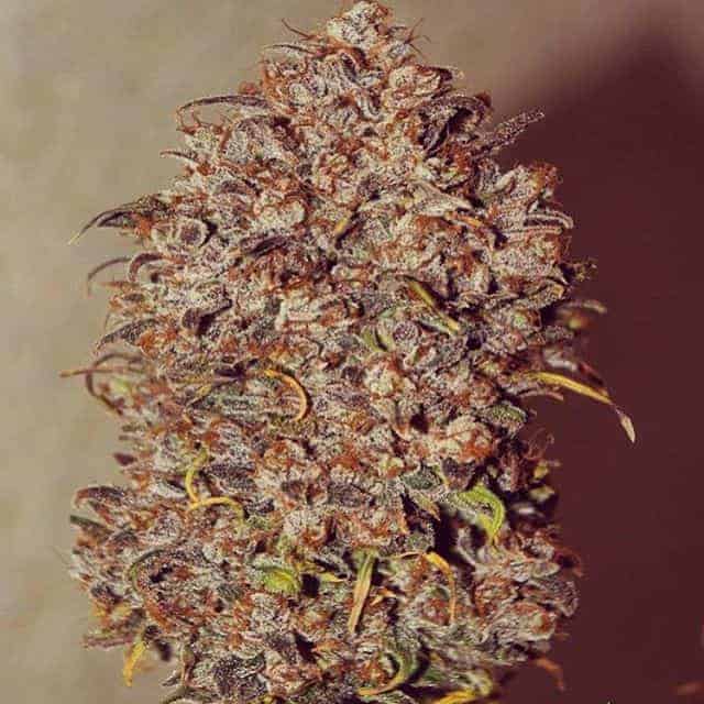 Mexican Airlines Auto Автофеминизированные семена конопли — фото 2