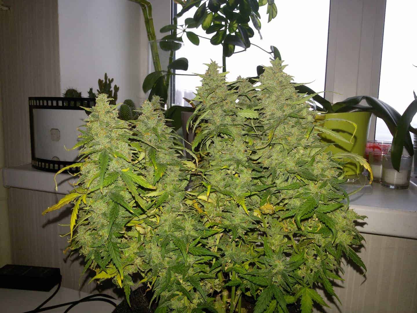 Семена конопли G14 Auto - фото 4
