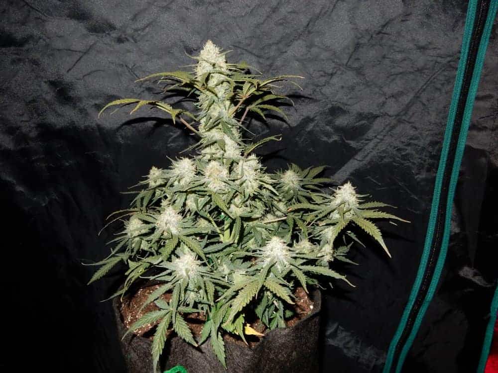 Семена конопли West Coast O.G. Auto - фото 2