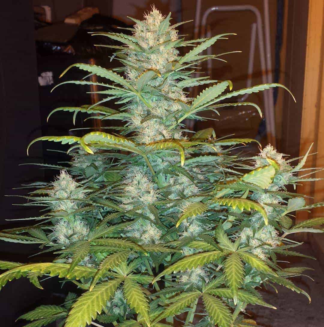 Fast Buds West Coast O.G. Auto Автоцветущие семена конопли — фото 4