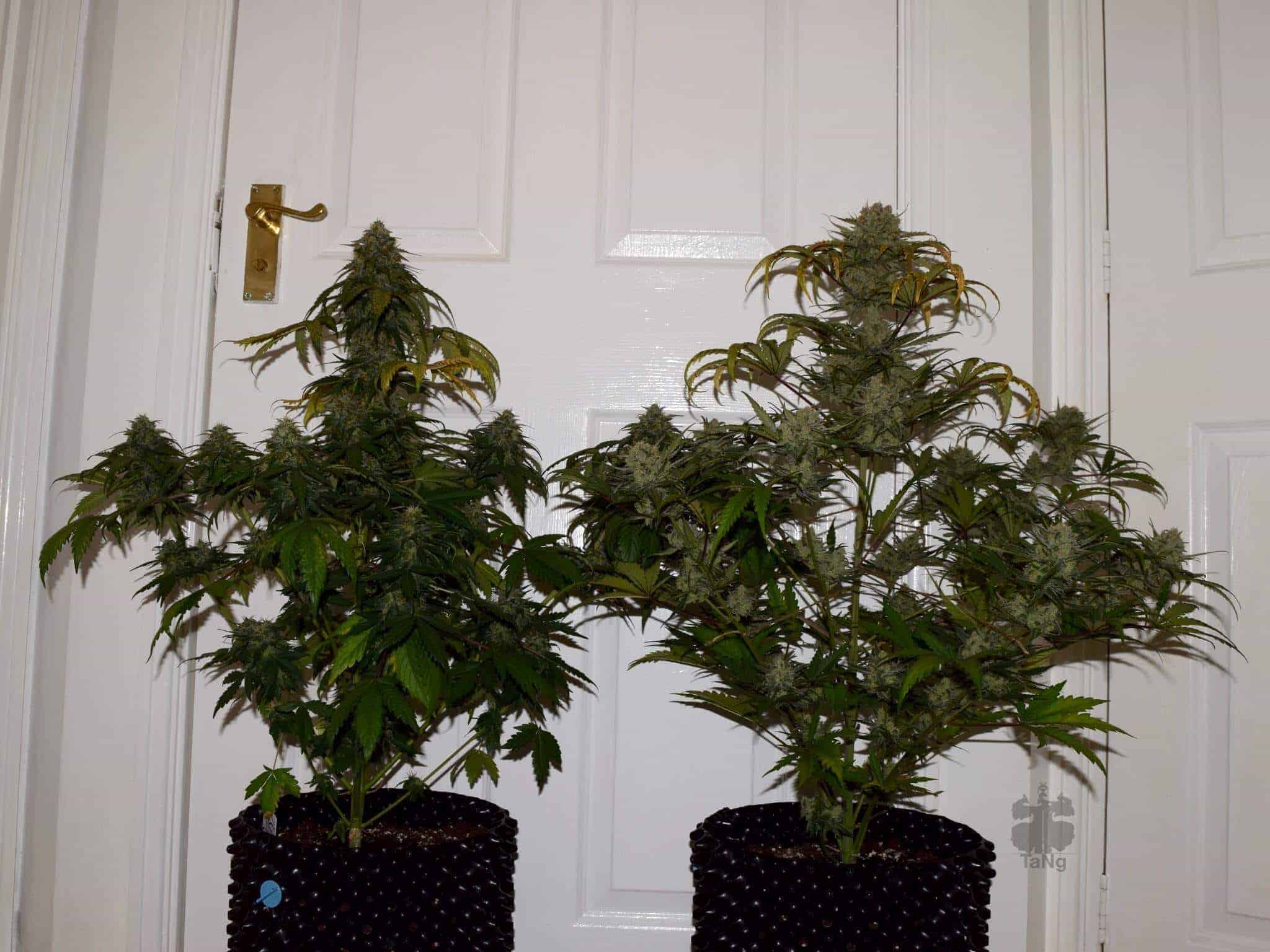 G14 Auto Автоцветущие феминизированные семена конопли — фото 3