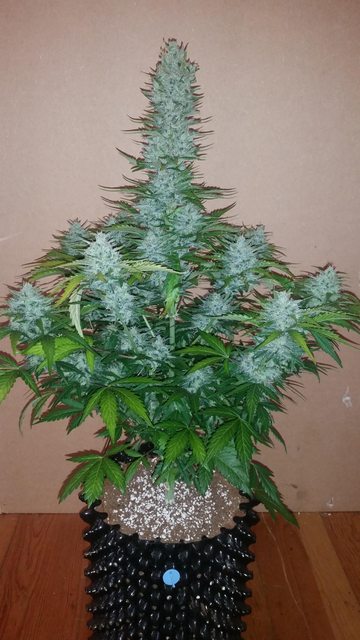 Семена конопли G14 Auto - фото 2