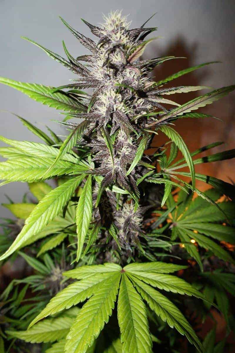 LSD-25 Auto Автофеминизированные семена конопли — фото 2