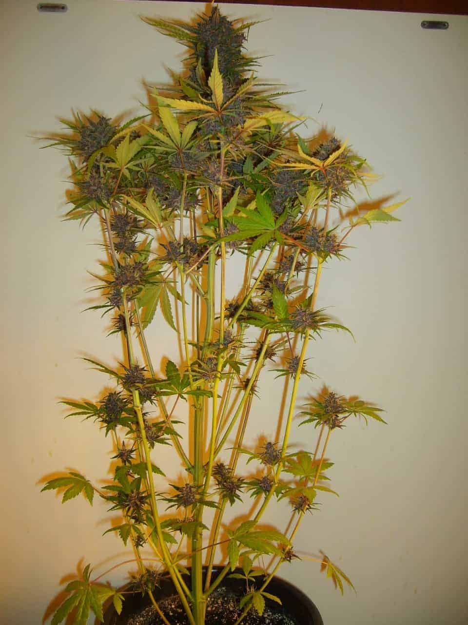 Fastberry Auto Автофеминизированные семена конопли — фото 5