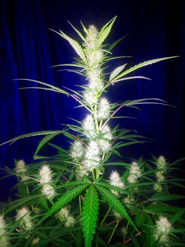 Girl Scout Cookies Auto Автоцветущие семена конопли — фото 7