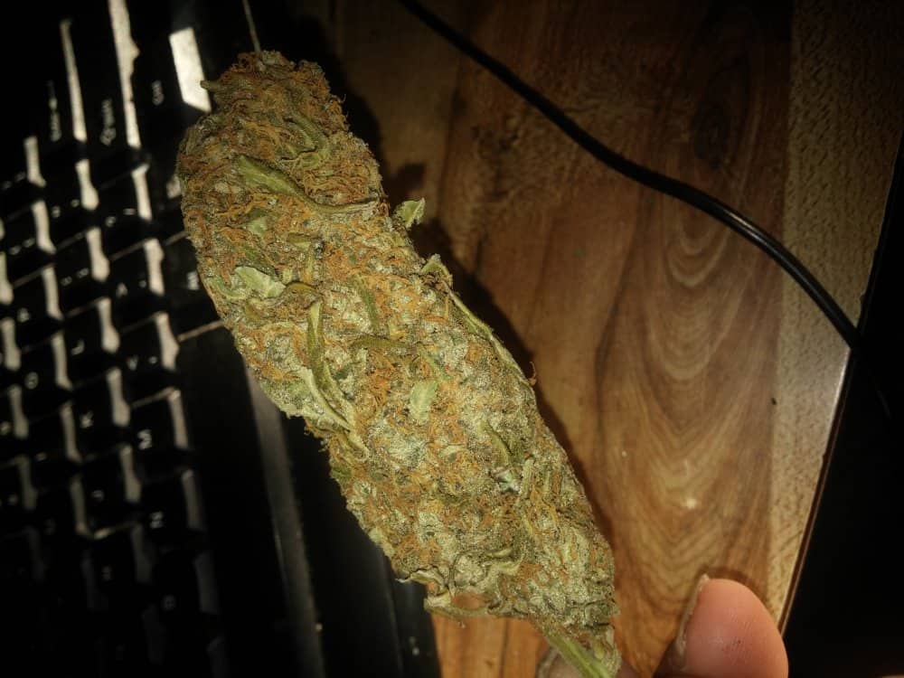 Girl Scout Cookies Auto Автоцветущие семена конопли — фото 9