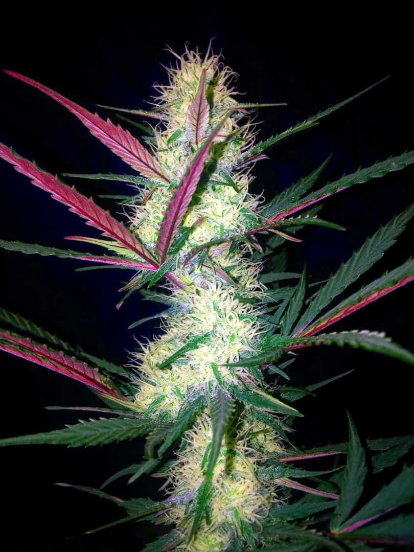 Stardawg Auto Автоцветущие феминизированные семена конопли — фото 3