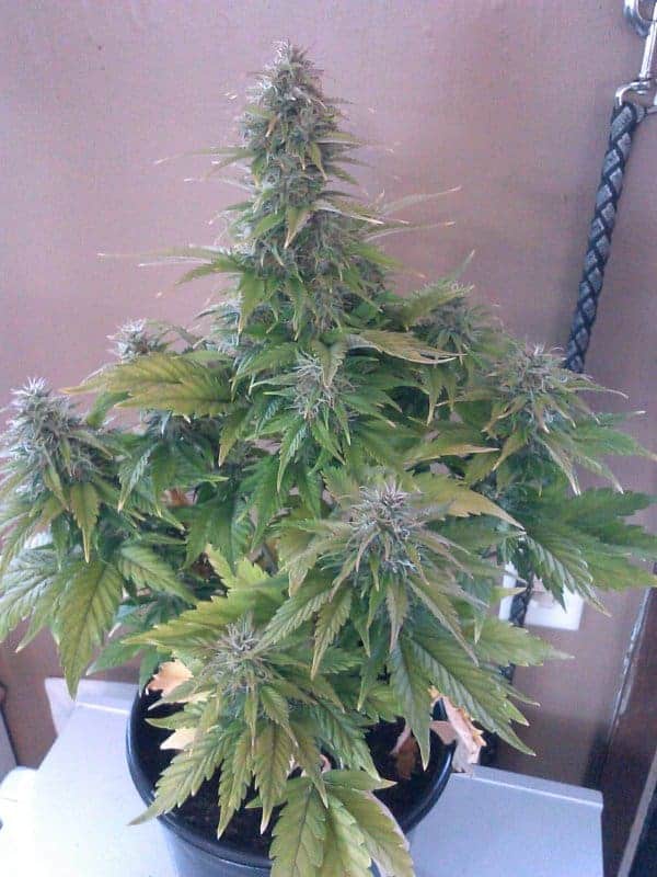 Mexican Airlines Auto Автофеминизированные семена конопли — фото 3