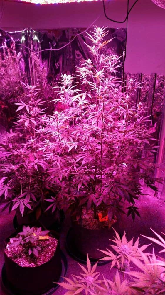 Girl Scout Cookies Auto Автоцветущие семена конопли — фото 5
