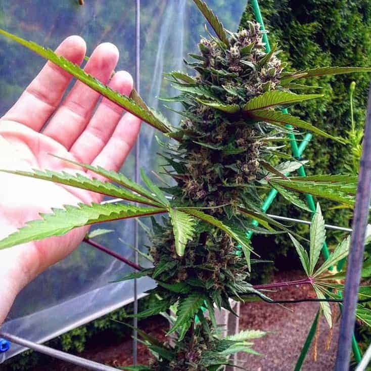 Fastberry Auto Автофеминизированные семена конопли — фото 4