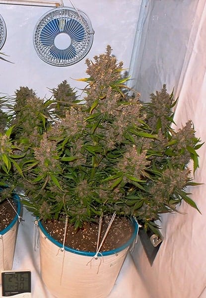 Семена конопли Crystal Meth Auto - фото 2