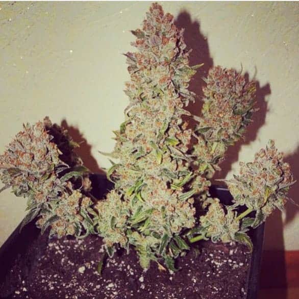 Rhino Ryder Auto Автофеминизированные семена конопли — фото 5