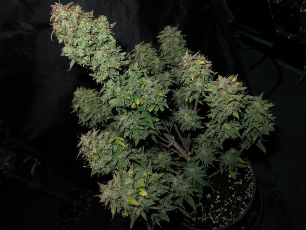 Girl Scout Cookies Auto Автоцветущие семена конопли — фото 8