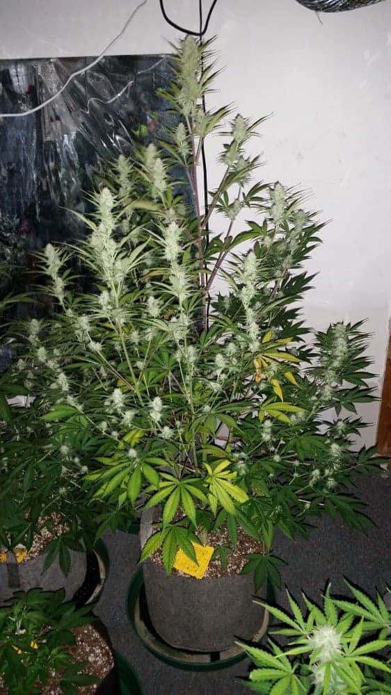 Girl Scout Cookies Auto Автоцветущие семена конопли — фото 6