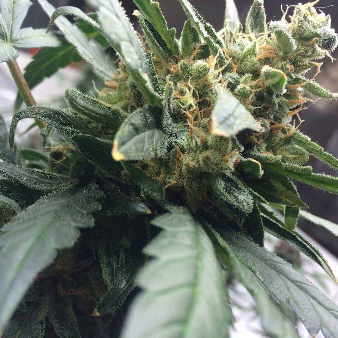 Mexican Airlines Auto Автофеминизированные семена конопли — фото 5