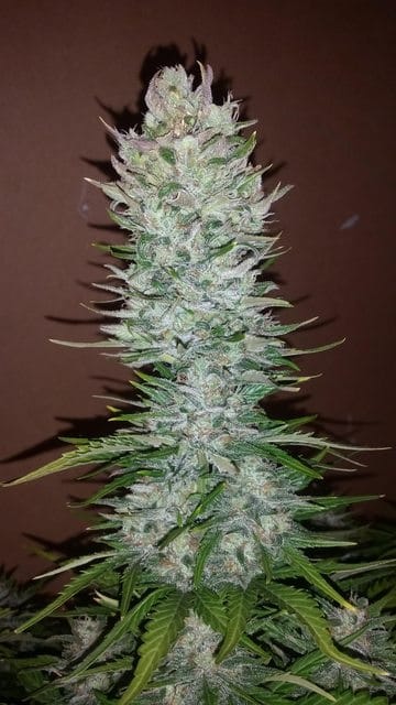 Семена конопли G14 Auto - фото 5