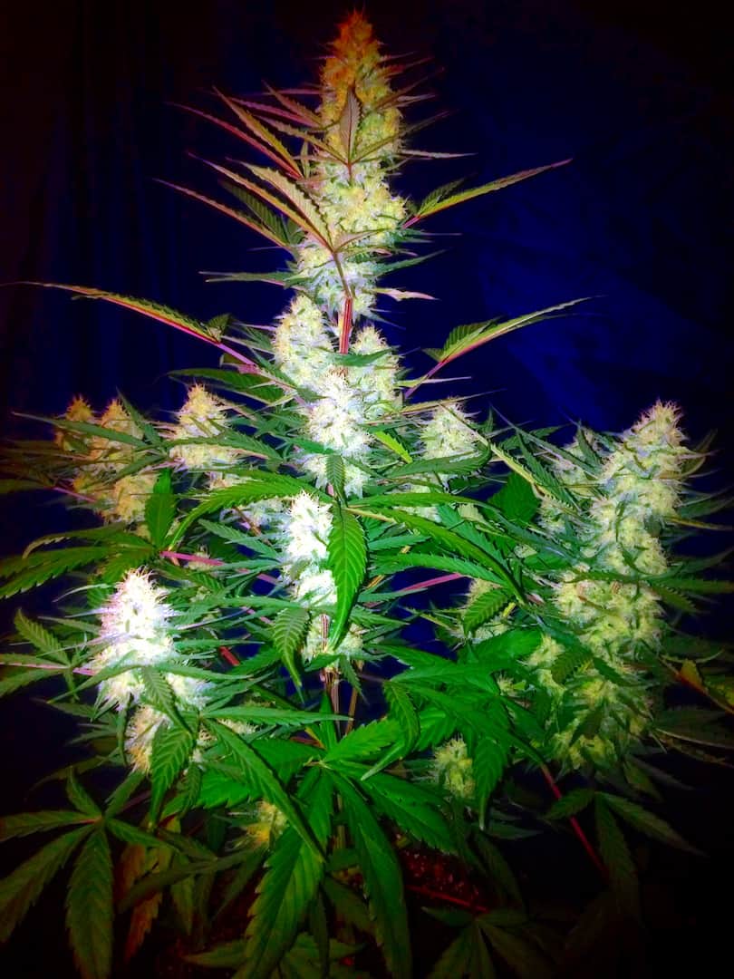 Stardawg Auto Автоцветущие феминизированные семена конопли — фото 5