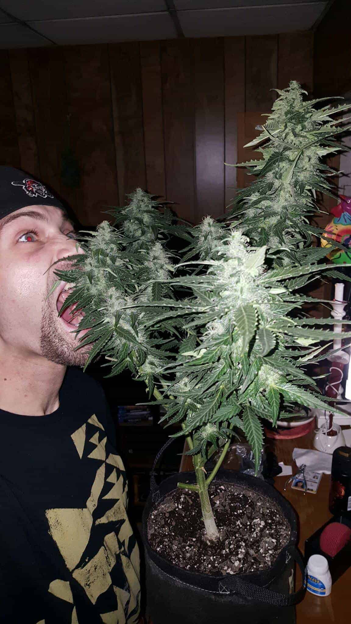 Girl Scout Cookies Auto Автоцветущие семена конопли — фото 3