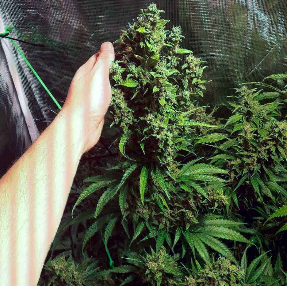 Girl Scout Cookies Auto Автоцветущие семена конопли — фото 2