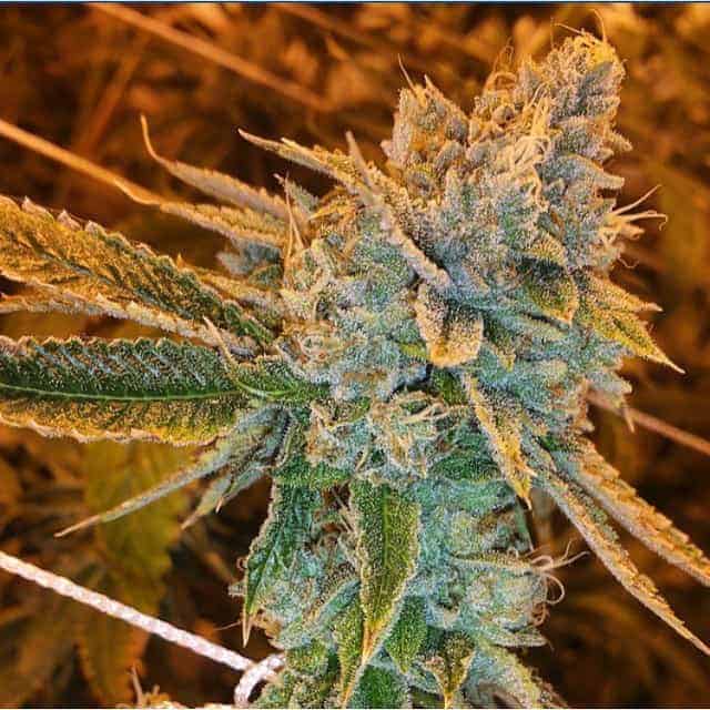 Семена конопли West Coast O.G. Auto - фото 5