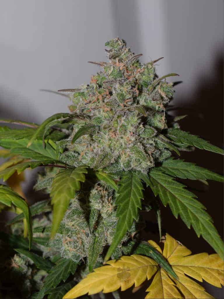 Семена конопли Tangie Matic Auto - фото 2