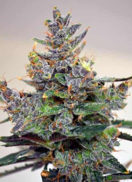 Семена конопли Auto Blueberry - фото 4