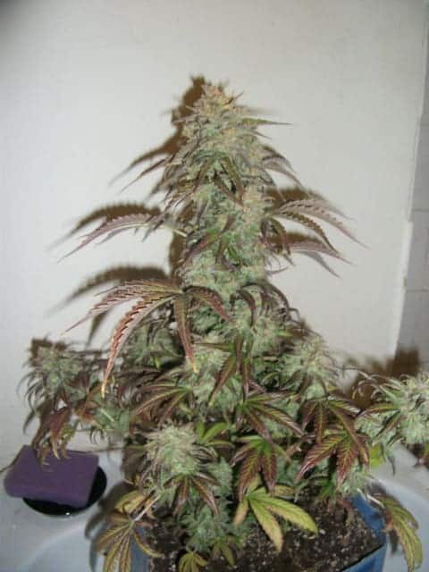 Семена конопли Auto Blueberry - фото 2