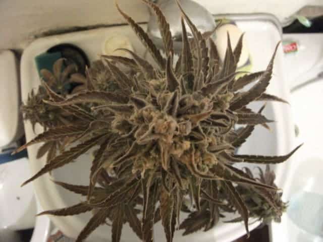 Семена конопли Auto Blueberry - фото 3