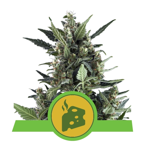 Семена конопли Blue Cheese Automatic Автоцветы