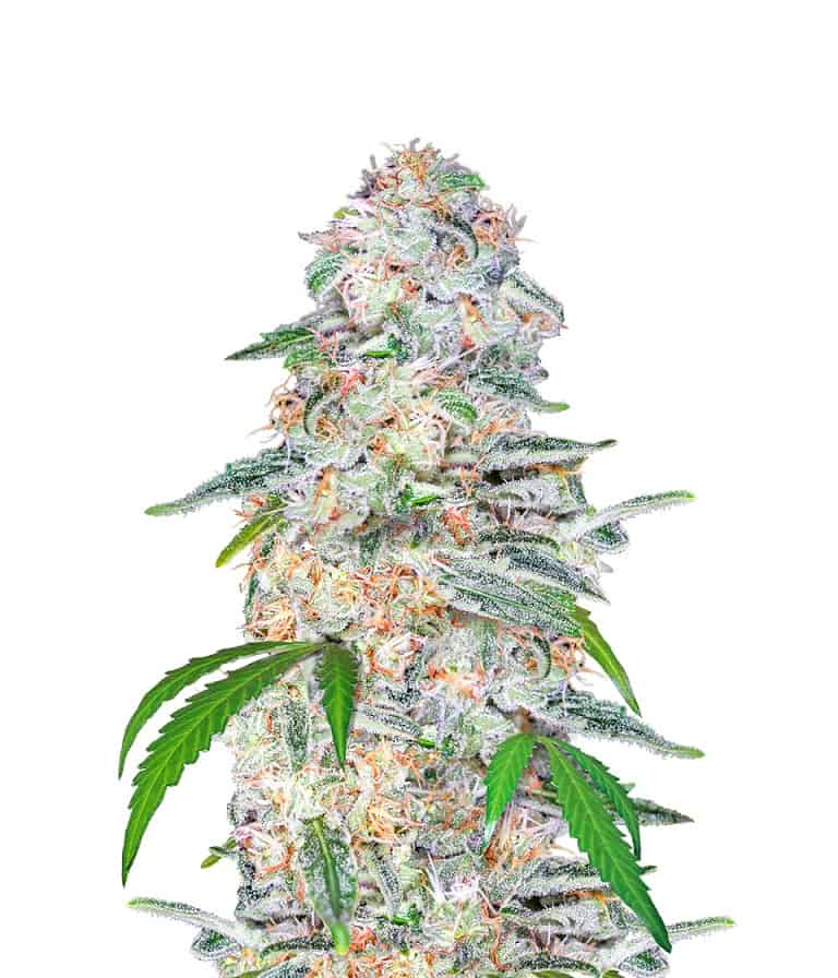 Семена конопли Blue Dream´matic Auto Автоцветы