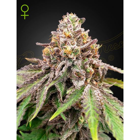 Семена конопли Blue Haze x Gelato 41 Auto Автоцветы